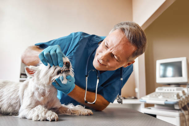 Best Broken or Cracked Tooth Emergency Dentist in Duenweg, MO